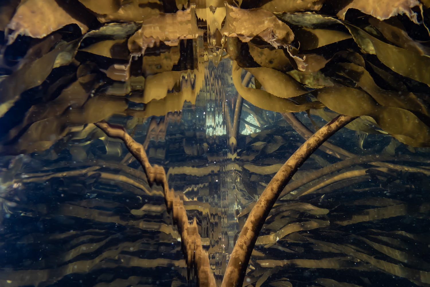 Reflective Forest Series