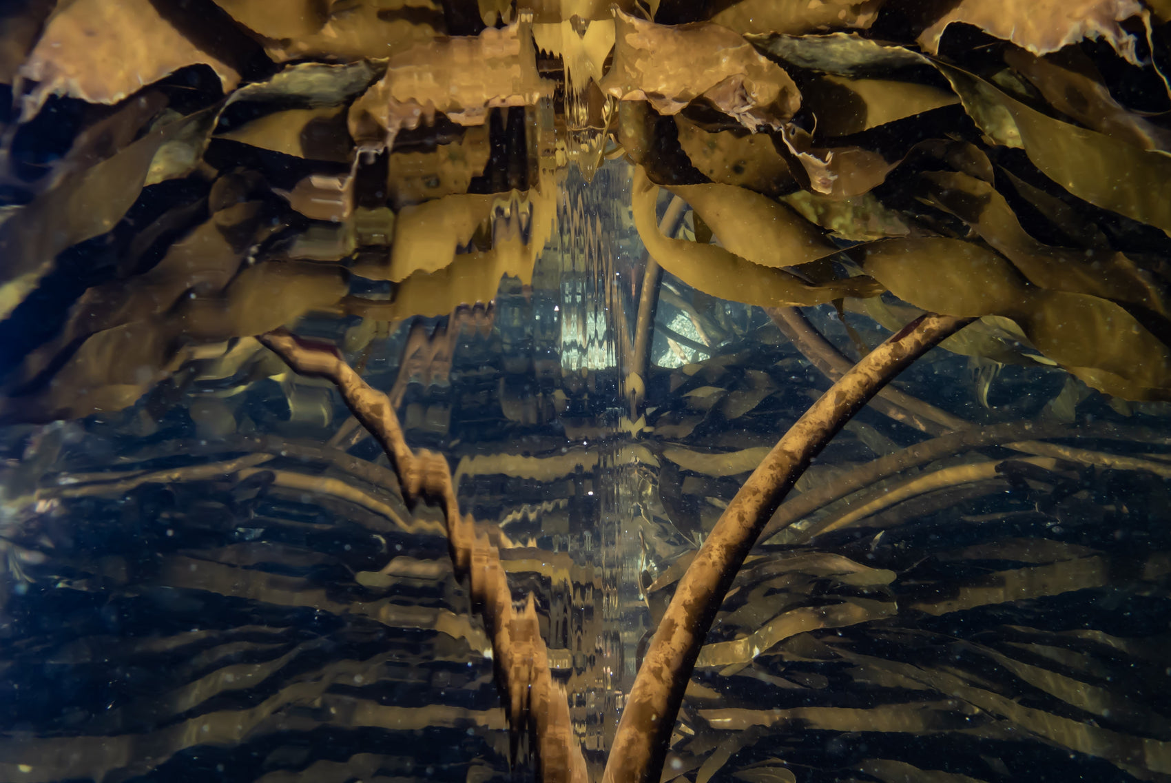 Reflective Forest Series